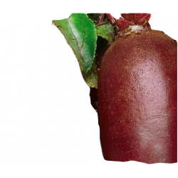 nasiona Burak ćwikłowy Opolski pnos22