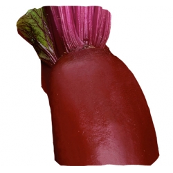 nasiona Burak ćwik Regulski Cylinder pnos25