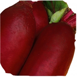 nasiona Burak ćwikłowy Rywal pnos27