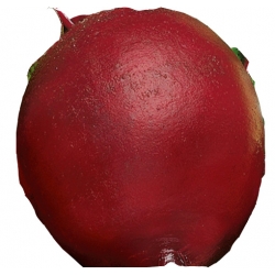 nasiona Burak ćwikł Czerwona Kula pnos13