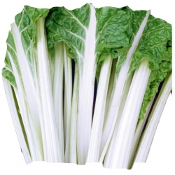 nasiona Burak liściowy Lucullus pnos28