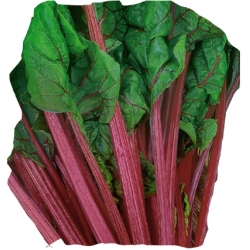 nasiona Burak liściowy Rhubarb Chard pnos29