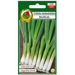 nasiona Cebula siedmiolatka Bajkal pnos39