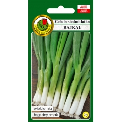 nasiona Cebula siedmiolatka Bajkal pnos39