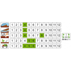 nasiona Cebula siedmiolatka Bajkal pnos39