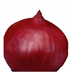 nasiona Cebula Karmen pnos35