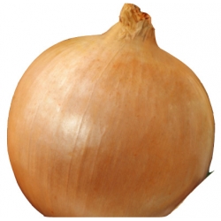 nasiona Cebula Ławica pnos36