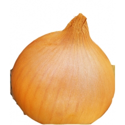 nasiona Cebula Supra pnos44