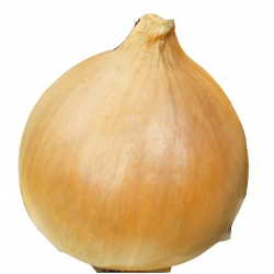 nasiona Cebula Wiktoria Skierniewic pnos46