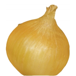 nasiona Cebula Wolska pnos47