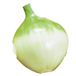 nasiona Cebula zimująca Augusta pnos48