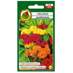 Nasiona Celozja grzebieniasta niska pnos677