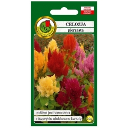 Nasiona Celozja pierzasta niska mix pnos678