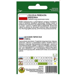 Nasiona Celozja pierzasta niska mix pnos678