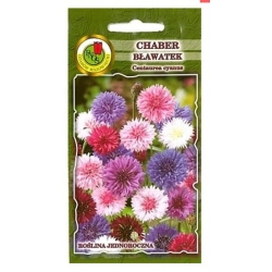 Nasiona Chaber bławatek pnos679