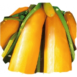 nasiona Cukinia Atena Polka pnos50