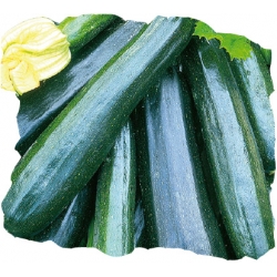 nasiona Cukinia Nefryt pnos51