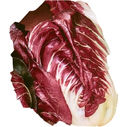 nasiona Cykoria liściowa Palla Rossa pnos55