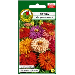 Nasiona Cynia chryzantem Glamour pnos682
