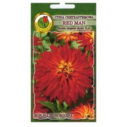 Nasiona Cynia chryzantem Red Man pnos683