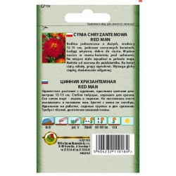 Nasiona Cynia chryzantem Red Man pnos683
