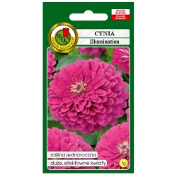 Nasiona Cynia daliowa Illumination pnos686