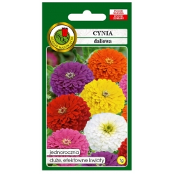 Nasiona Cynia daliowa Cupido mix pnos690