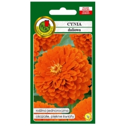 Nasiona Cynia daliowa Eldorado pnos684