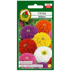 Nasiona Cynia daliowa mix pnos687