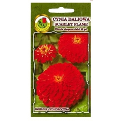 Nasiona Cynia daliowa Scarlet Flame pnos689