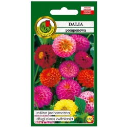 Nasiona Dalia pomponowa mix pnos698
