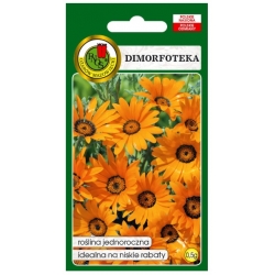 Nasiona Dimorfoteka Tetra Goliath pnos699