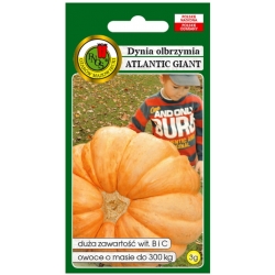 nasiona Dynia olbrzymia Atlantic Giant pnos58