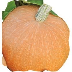 nasiona Dynia olbrzymia Bambino pnos59