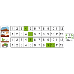 nasiona Dynia olbrzymia Bambino pnos59