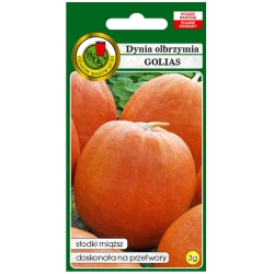 nasiona Dynia olbrzymia Golias pnos60