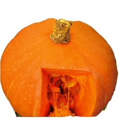 nasiona Dynia olbrzymia Justynka pnos61