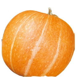 nasiona Dynia olbrzymia Melonowa Żółta pnos62