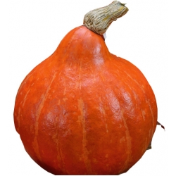 nasiona Dynia olbrzymia Uchiki Kuri pnos63