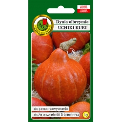 nasiona Dynia olbrzymia Uchiki Kuri pnos63