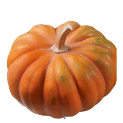 nasiona Dynia piżm Muscade de Provence pnos65