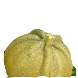 nasiona Dynia zwyczajna Danka Polka pnos67