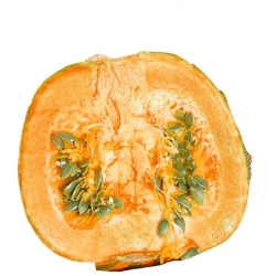 nasiona Dynia zwyczajna bezłupin Junona pnos66