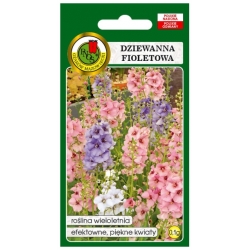 Nasiona Dziewanna fioletowa pnos707