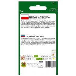 Nasiona Dziewanna fioletowa pnos707