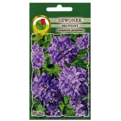 Nasiona Dzwonek skupiony pnos713