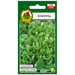nasiona Endywia kędzierzawa de meaux pnos68