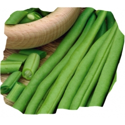 nasiona Fasola szparag zielona Esterka pnos77