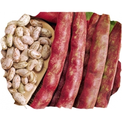 nasiona Fasola na suche ziarno Borlotto pnos76