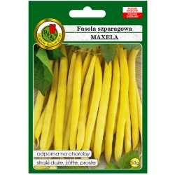 nasiona Fasola szparag żółta Maxela pnos91